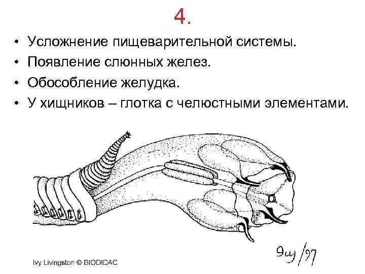 4. • • Усложнение пищеварительной системы. Появление слюнных желез. Обособление желудка. У хищников –