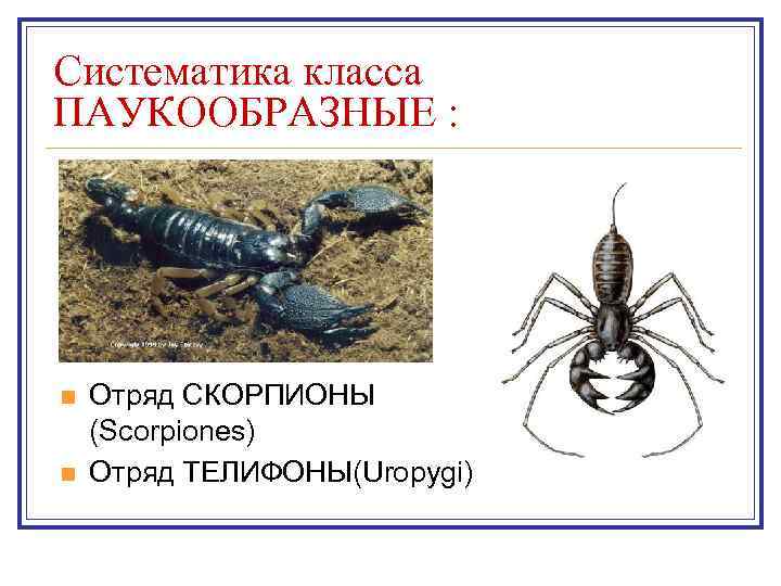 Систематика класса ПАУКООБРАЗНЫЕ : n n Отряд СКОРПИОНЫ (Scorpiones) Отряд ТЕЛИФОНЫ(Uropygi) 