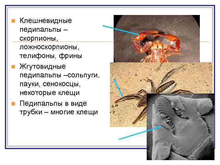 n n n Клешневидные педипальпы – скорпионы, ложноскорпионы, телифоны, фрины Жгутовидные педипальпы –сольпуги, пауки,