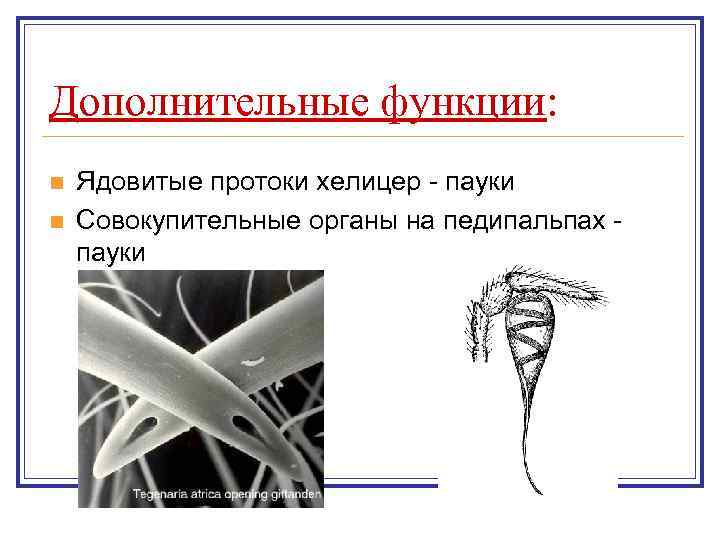 Дополнительные функции: n n Ядовитые протоки хелицер - пауки Совокупительные органы на педипальпах пауки