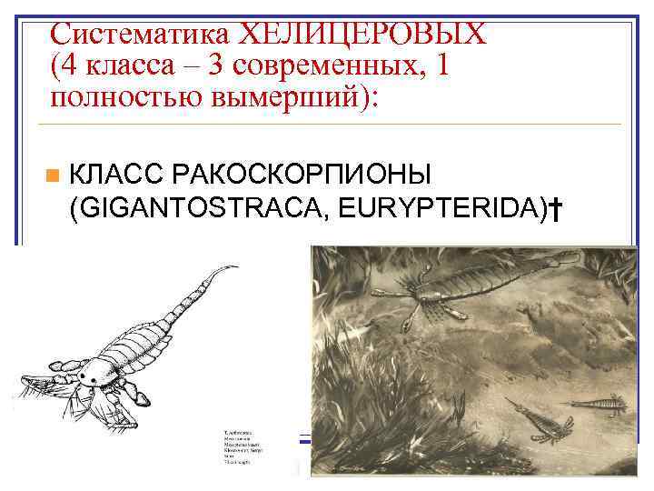 Систематика ХЕЛИЦЕРОВЫХ (4 класса – 3 современных, 1 полностью вымерший): n КЛАСС РАКОСКОРПИОНЫ (GIGANTOSTRACA,