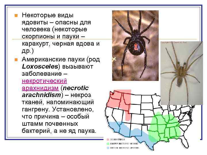 n n Некоторые виды ядовиты – опасны для человека (некоторые скорпионы и пауки –