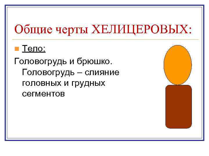 Общие черты ХЕЛИЦЕРОВЫХ: Тело: Головогрудь и брюшко. Головогрудь – слияние головных и грудных сегментов