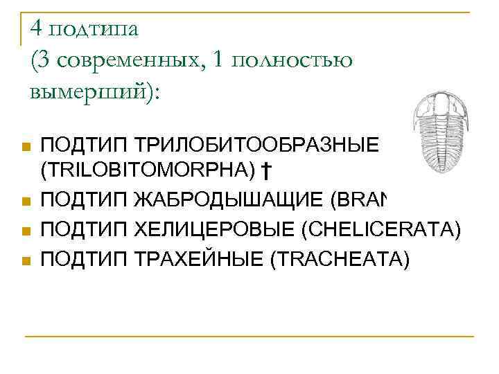 4 подтипа (3 современных, 1 полностью вымерший): n n ПОДТИП ТРИЛОБИТООБРАЗНЫЕ (TRILOBITOMORPHA) † ПОДТИП