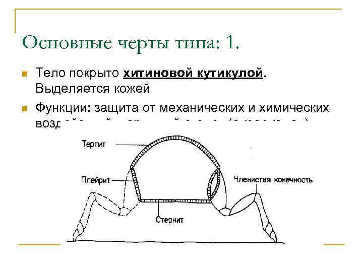 Основные черты типа: 1. n n Тело покрыто хитиновой кутикулой. Выделяется кожей Функции: защита