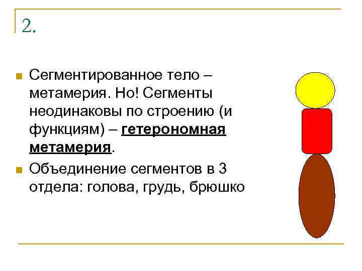 2. n n Сегментированное тело – метамерия. Но! Сегменты неодинаковы по строению (и функциям)