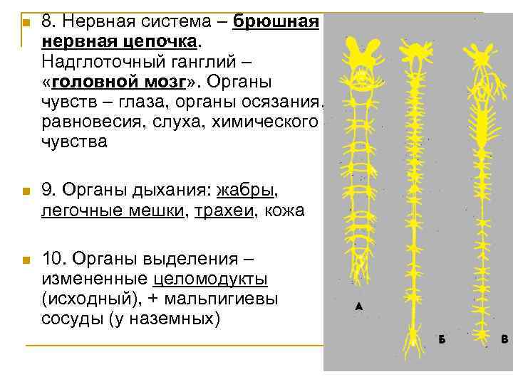 n 8. Нервная система – брюшная нервная цепочка. Надглоточный ганглий – «головной мозг» .