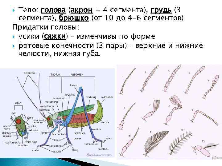 Тело: голова (акрон + 4 сегмента), грудь (3 сегмента), брюшко (от 10 до 4