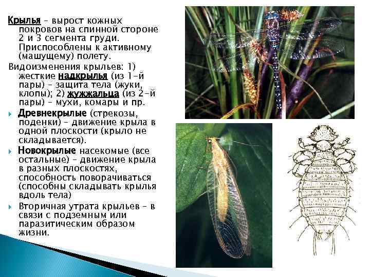 Крылья – вырост кожных покровов на спинной стороне 2 и 3 сегмента груди. Приспособлены