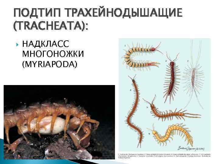 ПОДТИП ТРАХЕЙНОДЫШАЩИЕ (TRACHEATA): НАДКЛАСС МНОГОНОЖКИ (MYRIAPODA) 