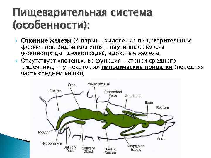 Пищеварительная система характеристика кратко. Пищеварительная система насекомых 7 класс. Схема строения пищеварительной системы насекомых. Особенности пищеварительной системы насекомых. Пищеварительная и выделительная система насекомых.
