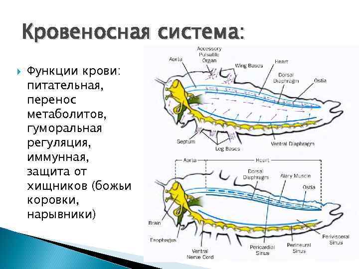 Кровеносная система: Функции крови: питательная, перенос метаболитов, гуморальная регуляция, иммунная, защита от хищников (божьи