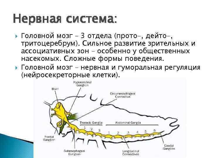 Нервная система: Головной мозг – 3 отдела (прото-, дейто-, тритоцеребрум). Сильное развитие зрительных и