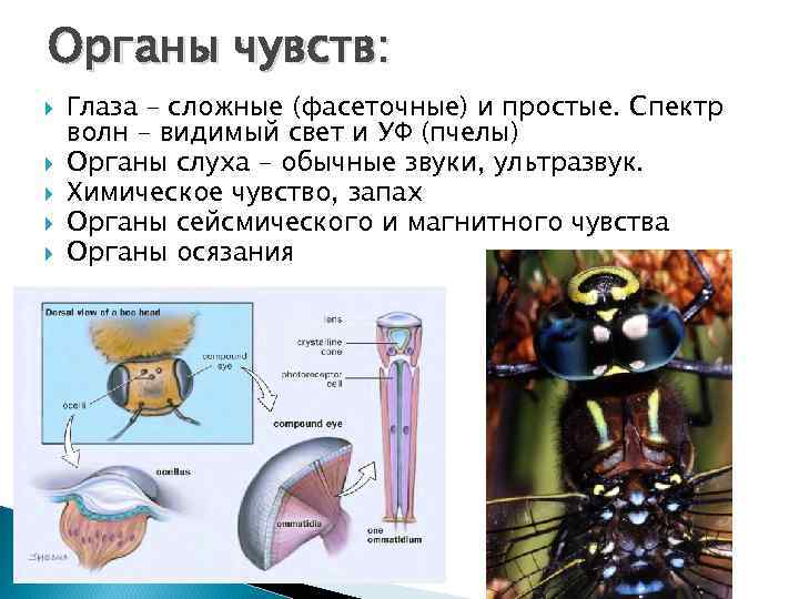 Органы чувств насекомых. Какие органы чувств у насекомых. Органы чувств у насекомых таблица. Органы чувств пчелы.