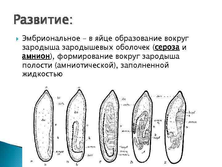 Развитие: Эмбриональное – в яйце образование вокруг зародыша зародышевых оболочек (сероза и амнион), формирование