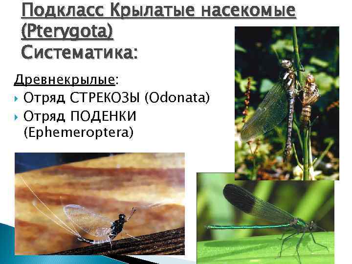 Подкласс Крылатые насекомые (Pterygota) Систематика: Древнекрылые: Отряд СТРЕКОЗЫ (Odonata) Отряд ПОДЕНКИ (Ephemeroptera) 