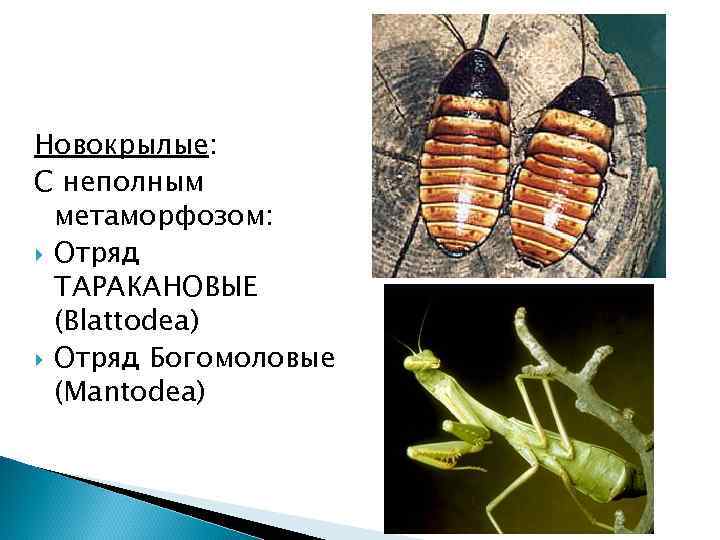 Новокрылые: С неполным метаморфозом: Отряд ТАРАКАНОВЫЕ (Blattodea) Отряд Богомоловые (Mantodea) 