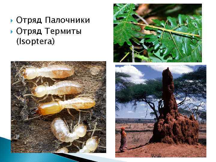  Отряд Палочники Отряд Термиты (Isoptera) 