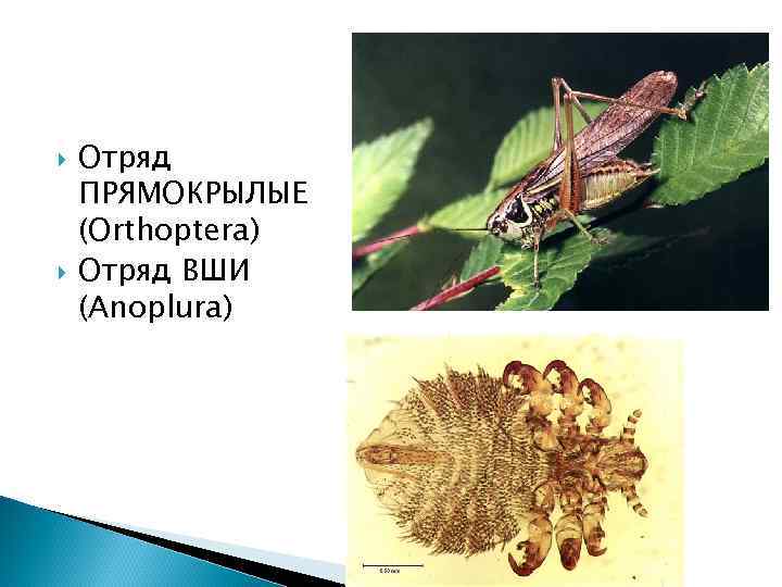  Отряд ПРЯМОКРЫЛЫЕ (Orthoptera) Отряд ВШИ (Anoplura) 