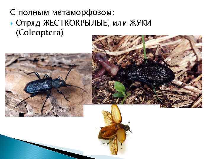 С полным метаморфозом: Отряд ЖЕСТКОКРЫЛЫЕ, или ЖУКИ (Coleoptera) 