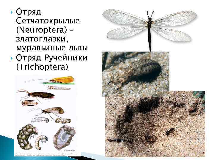  Отряд Сетчатокрылые (Neuroptera) – златоглазки, муравьиные львы Отряд Ручейники (Trichoptera) 