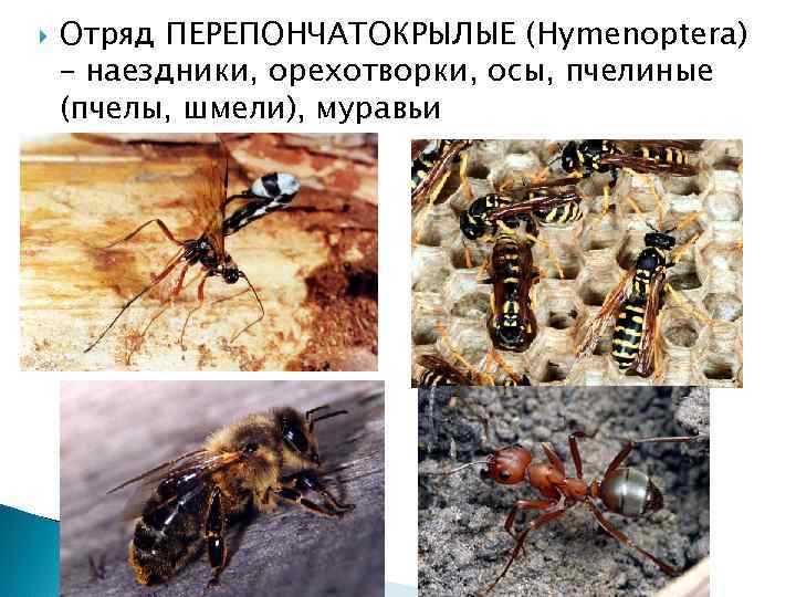  Отряд ПЕРЕПОНЧАТОКРЫЛЫЕ (Hymenoptera) – наездники, орехотворки, осы, пчелиные (пчелы, шмели), муравьи 