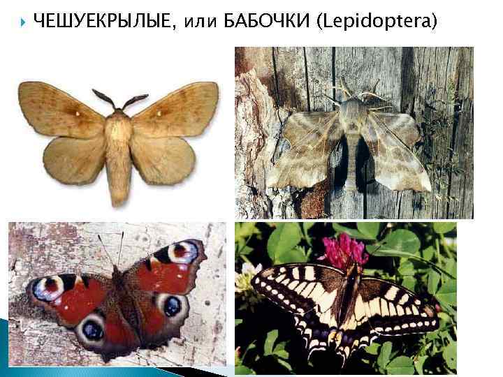  ЧЕШУЕКРЫЛЫЕ, или БАБОЧКИ (Lepidoptera) 