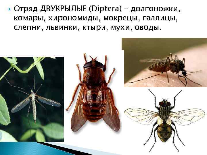  Отряд ДВУКРЫЛЫЕ (Diptera) – долгоножки, комары, хирономиды, мокрецы, галлицы, слепни, львинки, ктыри, мухи,