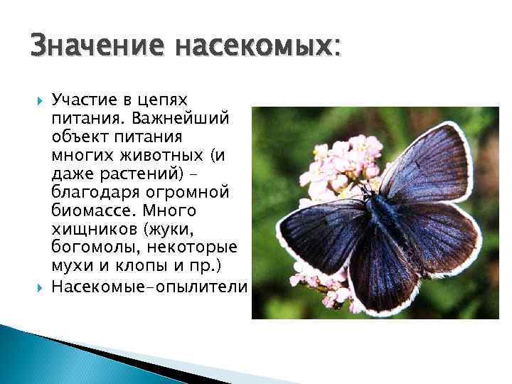 Значение насекомых: Участие в цепях питания. Важнейший объект питания многих животных (и даже растений)