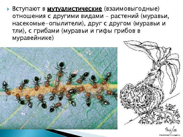  Вступают в мутуалистические (взаимовыгодные) отношения с другими видами – растений (муравьи, насекомые-опылители), друг