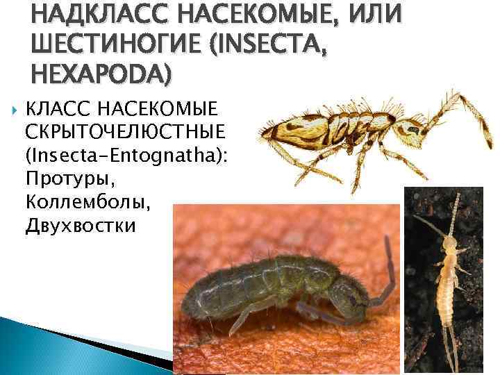 НАДКЛАСС НАСЕКОМЫЕ, ИЛИ ШЕСТИНОГИЕ (INSECTA, HEXAPODA) КЛАСС НАСЕКОМЫЕ СКРЫТОЧЕЛЮСТНЫЕ (Insecta-Entognatha): Протуры, Коллемболы, Двухвостки 