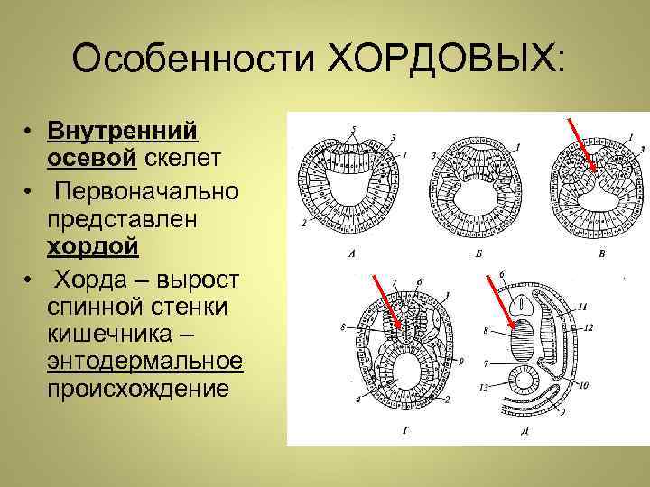 Особенности ХОРДОВЫХ: • Внутренний осевой скелет • Первоначально представлен хордой • Хорда – вырост