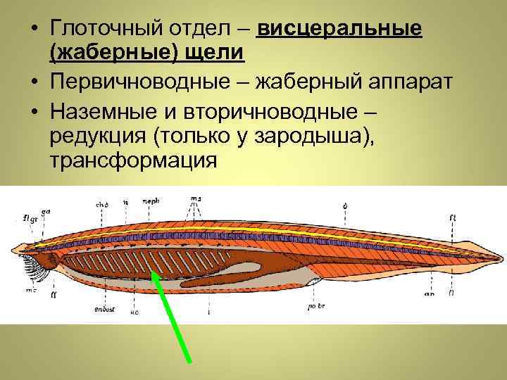 Схема строения конечности любого наземного хордового животного