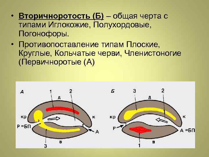 Есть ли целомические животные не укладывающиеся в схему первично и вторичноротости