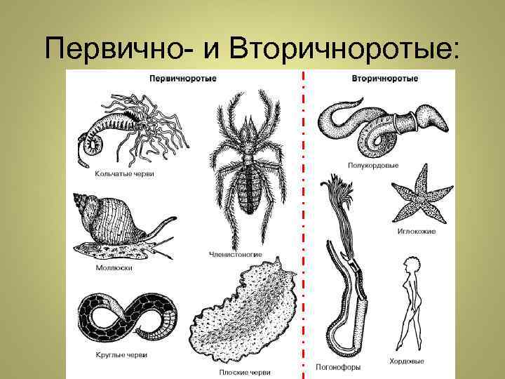 Симметрия тела полость тела. Первично и вторичноротые животные таблица. Кольчатые черви Первичноротые. Эмбриогенез вторичноротых. Первичноротые и вторичноротые.