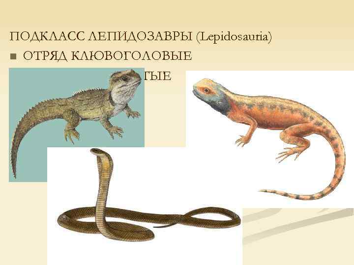 ПОДКЛАСС ЛЕПИДОЗАВРЫ (Lepidosauria) n ОТРЯД КЛЮВОГОЛОВЫЕ n ОТРЯД ЧЕШУЙЧАТЫЕ 