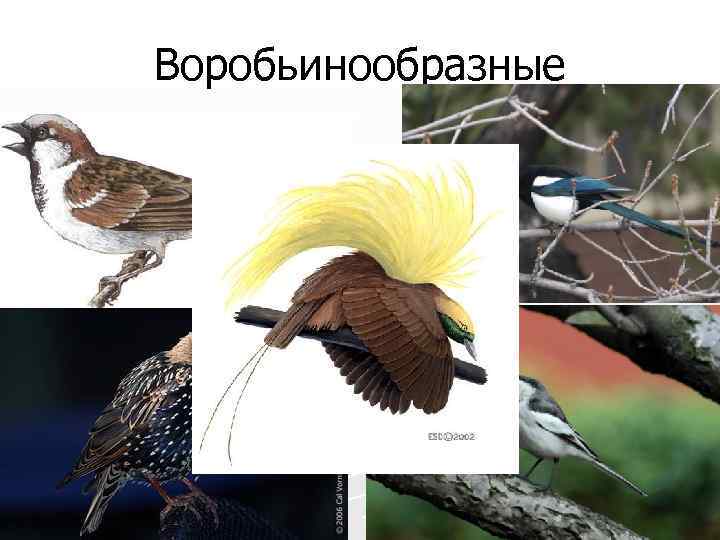 Воробьинообразные 