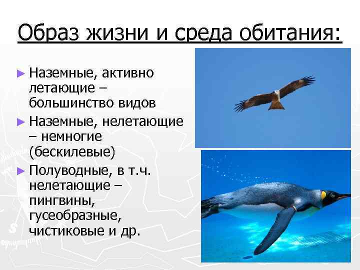 Образ жизни и среда обитания: ► Наземные, активно летающие – большинство видов ► Наземные,