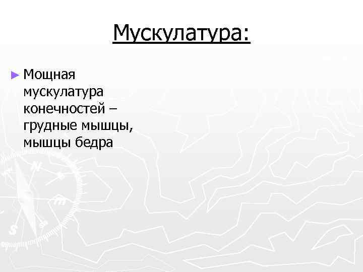 Мускулатура: ► Мощная мускулатура конечностей – грудные мышцы, мышцы бедра 