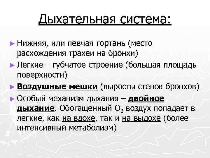 Дыхательная система: ► Нижняя, или певчая гортань (место расхождения трахеи на бронхи) ► Легкие