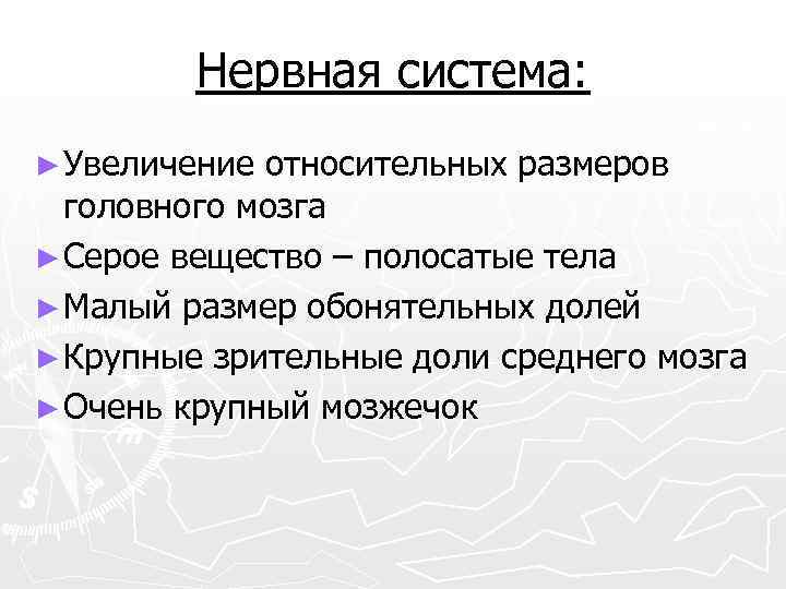 Нервная система: ► Увеличение относительных размеров головного мозга ► Серое вещество – полосатые тела