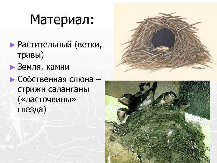 Материал: ► Растительный (ветки, травы) ► Земля, камни ► Собственная слюна – стрижи саланганы