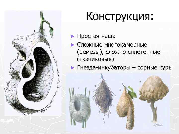 Конструкция: Простая чаша ► Сложные многокамерные (ремезы), сложно сплетенные (ткачиковые) ► Гнезда-инкубаторы – сорные