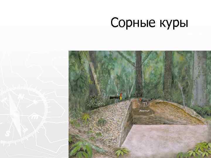 Сорные куры 