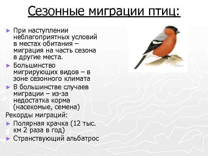 Сезонные миграции птиц: При наступлении неблагоприятных условий в местах обитания – миграция на часть