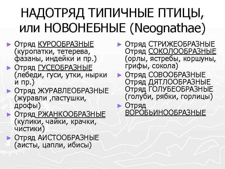 НАДОТРЯД ТИПИЧНЫЕ ПТИЦЫ, или НОВОНЕБНЫЕ (Neognathae) Отряд КУРООБРАЗНЫЕ (куропатки, тетерева, фазаны, индейки и пр.