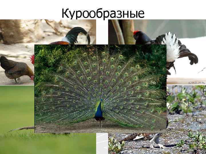 Курообразные 