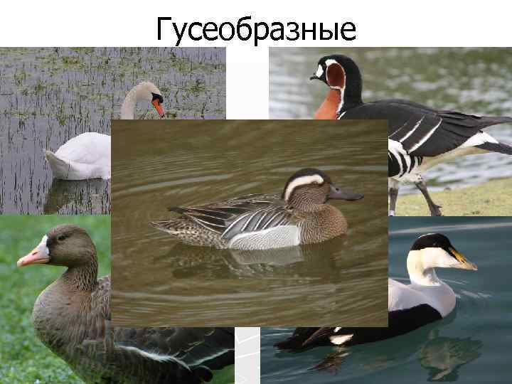 Гусеобразные 