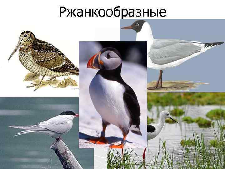 Ржанкообразные 