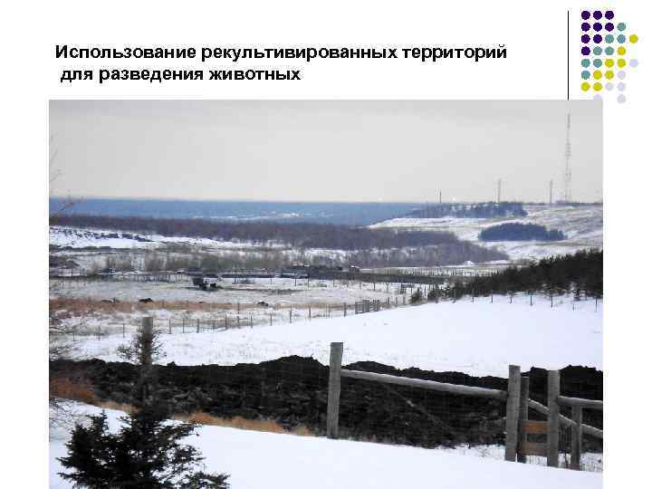 Использование рекультивированных территорий для разведения животных 